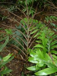 Blechnum colensoi. Mature fertile frond with pinnae reducing to small sterile flanges at the base.
 Image: L.R. Perrie © Te Papa CC BY-NC 3.0 NZ